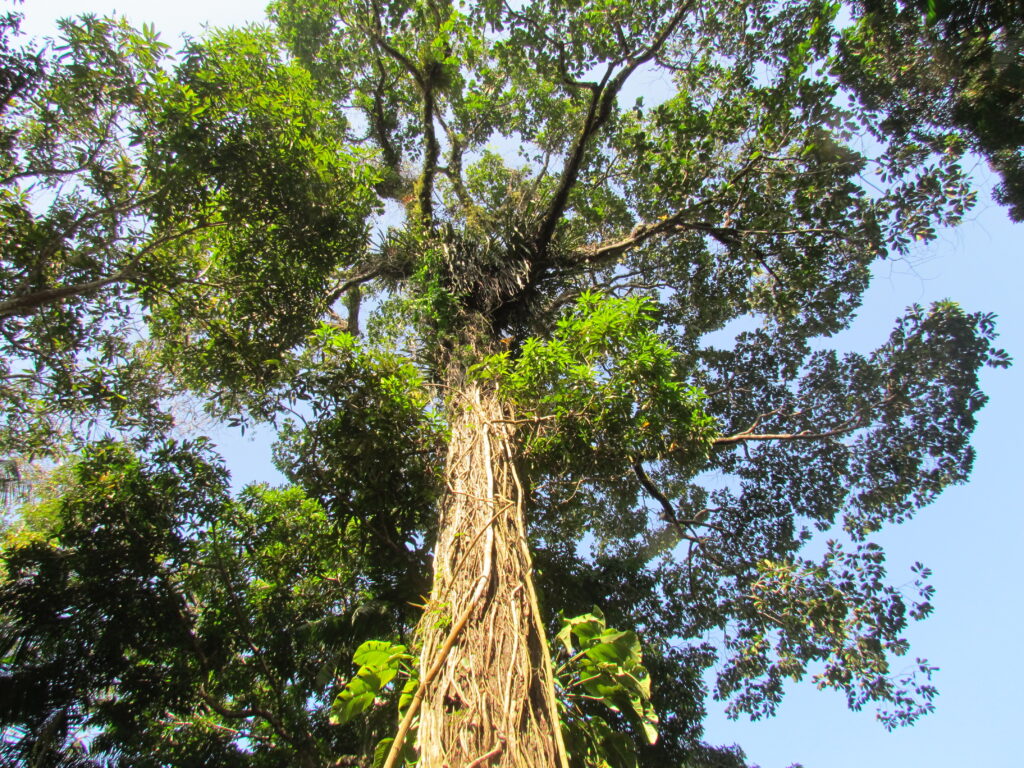 Amazônia nanotecnológica – Instituto de Pesquisas Tecnológicas